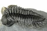 Multi-Toned Coltraneia Trilobite Fossil - Huge Faceted Eyes #312361-2